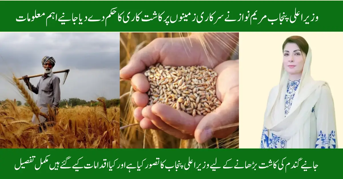 Punjab’s State-Owned Lands to Host Wheat Farming: Chief Minister’s Vision Unveiled Check Now